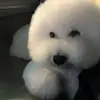 蘇蘇 - @beibeilin0 - TikTok