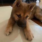 柴犬｜贝贝 • Bei Bei - @beibeishiba - Instagram