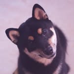 比比 Beibei - @beibei_shiba - Instagram