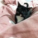beibeiya - @beibeishimao - Instagram