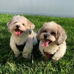 Coco and Harley 🐶🐾 - @beibeishichons - Instagram