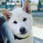 Shiba Bei Bei - @shiba.beibei - Instagram