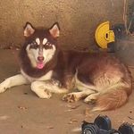 Bela Gonçalves - @bela.husky - Instagram