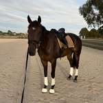 Belinda & Patrick - @belindavanslooten_equestrian - Instagram