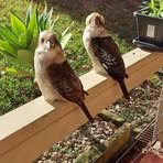 Belinda Sutton - Facebook