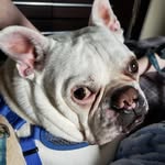 Belisa Silva-Raffa - @orionthebulldogge - Instagram