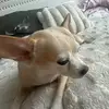 bellblueprincess - @bellblueprincess - TikTok