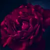 Belle yang - @belleyang7 - TikTok
