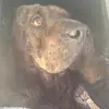 Bellatheaugustdog - @bellatheaugustdog - TikTok