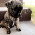 Stella Bella Barlow - @pugstellabella - Instagram