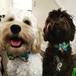 Bella & Baxter - @bella_baxter_ - Instagram