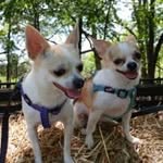 Bella & Baxter - @chihikers - Instagram