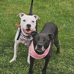 Bella & Baxter Brown - @bella.and.baxter.brown - Instagram