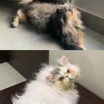 BELLA, BAXTER & COCO - @__bella_baxter_coco_ - Instagram