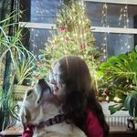 ❤Bella🧡 - @bella.baxter.golden.retriever - Instagram