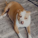 Bella Bean - @bellabean946 - Instagram