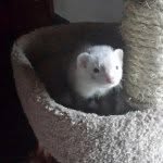 Bella Bean - @_bellabean - Instagram