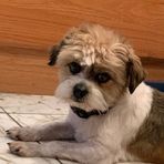 Bella Bean - Facebook