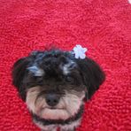 Bella Bean - Facebook