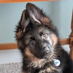 Bella Bean - @bellabeangsd - Instagram