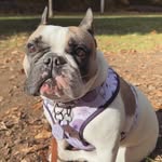 Bella Bean🐾 - @life_with_bellathefrenchie - Instagram