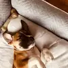 Bella Bean - @bella_bean_13 - TikTok