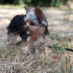 Bella Bean Franks - @bellabeanfranks - Instagram