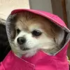 BellaBean - @labellabeana - TikTok