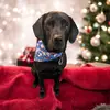 BellaBean - @bellabean238 - TikTok