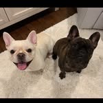 Ms. Bella Bean & Stelly Belly - @bellabean_stellybelly - Instagram