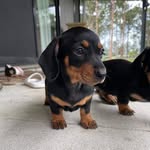 Bella Bear - @bellabear_dachshund - Instagram