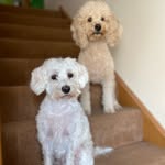 Bella Bear & Dolly - @bellabeardolly - Instagram