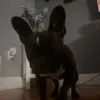 BELLA BEARDEZ - @bella_beardez205 - TikTok