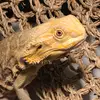 BellaBeardie - @bellabeardie - TikTok