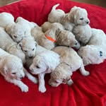 Golden Doodle puppies - @bellabeardoodles - Instagram