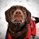 Bella Beatrix - @bella_boo_the_sprocker - Instagram