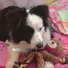 ✨ B E L L A ✨ - @bella.berger.australien - TikTok