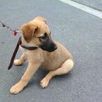 Bella - berger malinois - Facebook