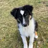 🐶BELLA🐶 - @bellabergeraustralien - TikTok