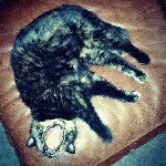 Bella berger - @bella_ben_cat_dog - Instagram