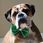 Bella Berger - @bellathebulldogberger - Instagram