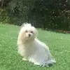 Bella berger❤️ - @bellaberger1 - TikTok