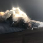 Bella berger australien - @bellaceva2023 - Instagram
