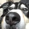 bella_berger_australien - @bella_berger_australien - TikTok