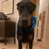 Bella Berger - @bella_berger3 - TikTok