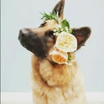Life_Of_Bella 🐾🐾 - @bella_berger_allemand - Instagram