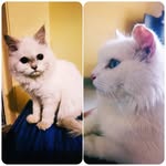 Bella & Berlin - @cattomonkies.bella.berlin - Instagram