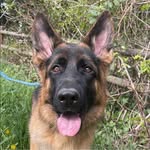 Bella Berlin | GSD - @bellafurlin - Instagram