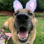 Bella Blevins - @_bella_thepupper - Instagram