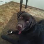 Bella Blevins - @bellathechoclatelab - Instagram